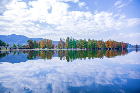 水杉林风景画