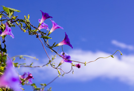 牵牛花