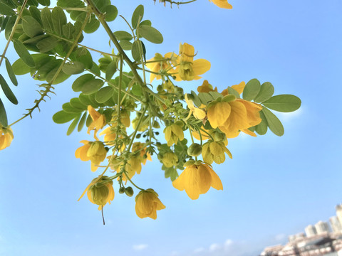 决明厦门植物花卉