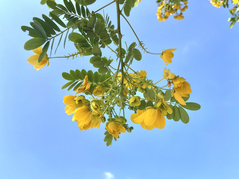 决明厦门植物花卉