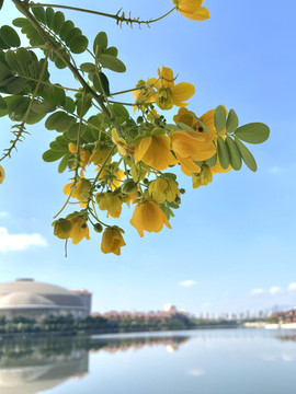 决明厦门植物花卉