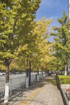 云南昆明金广路金黄色银杏树街景