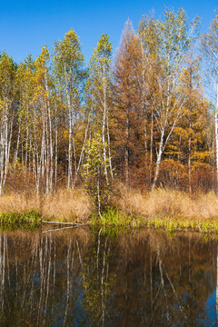 湖边秋色树林