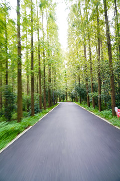 园林小路