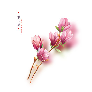 木蘭花