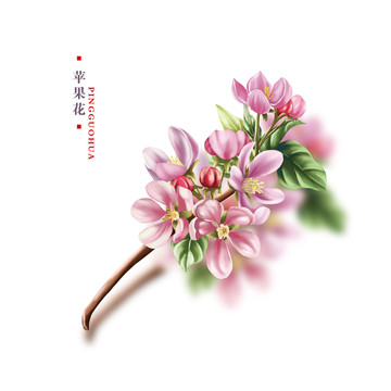 蘋果花