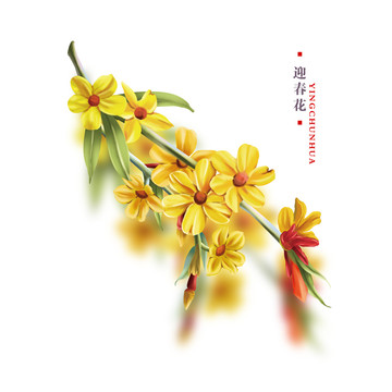 迎春花