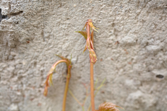 爬山虎嫩芽