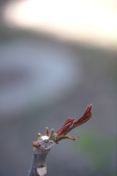 春季鲜嫩的香椿芽