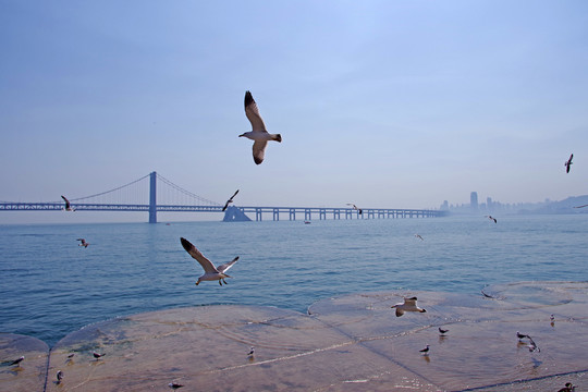 大连星海湾跨海大桥