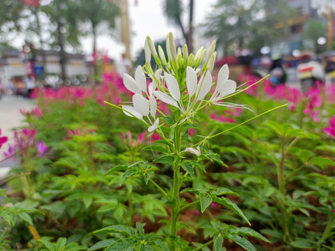 白花蜘蛛花