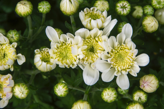 小白菊花蕾