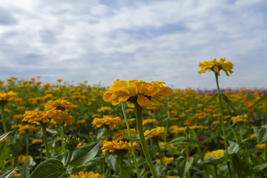 万寿菊花海