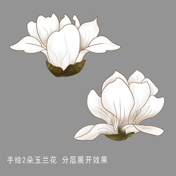 工笔玉兰花