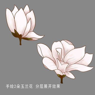 玉兰花