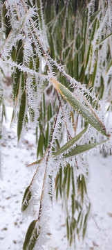 雪景