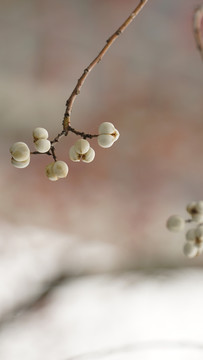 木棉花