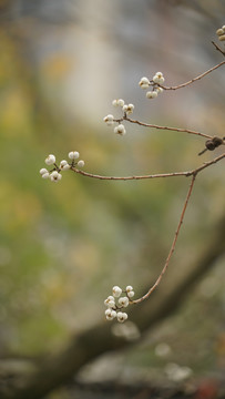 木棉花