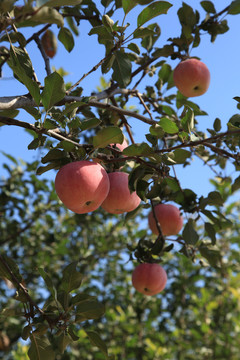 植物-农作物-产地-果园-苹果