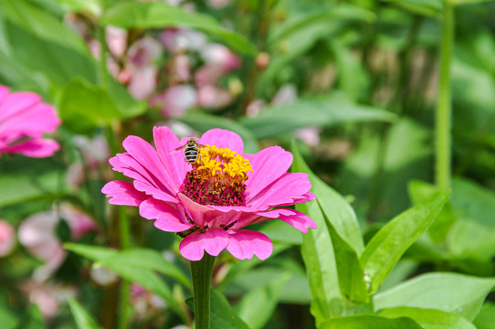 百日菊