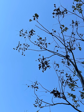 蔚蓝天空下的枯枝