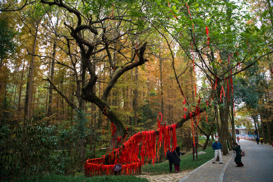 当阳玉泉寺