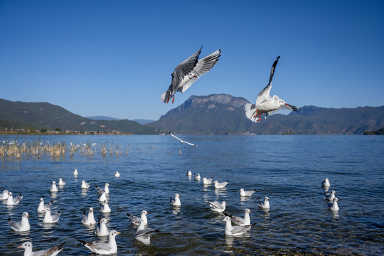 泸沽湖海鸥