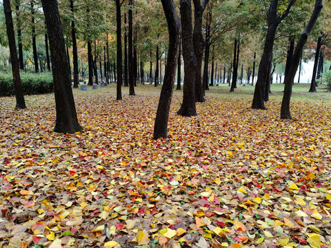 公园秋天落叶满地