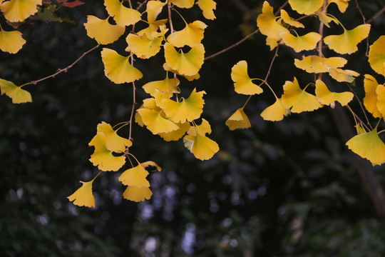 银杏树