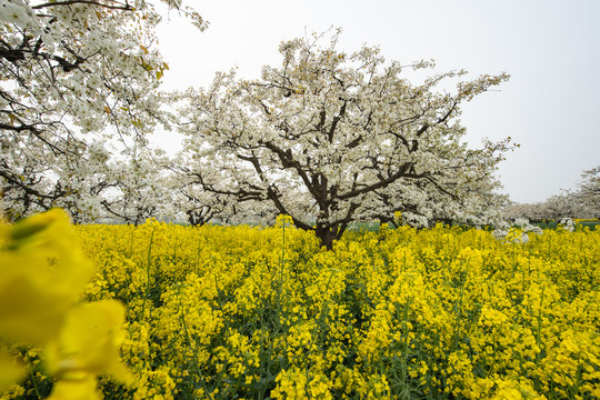 梨花与油菜花田