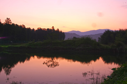 水杉林