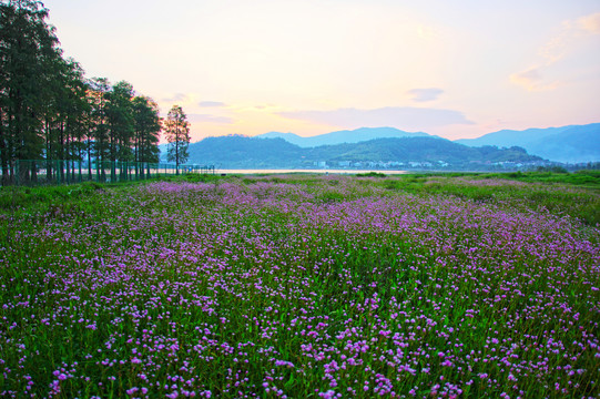 水杉林