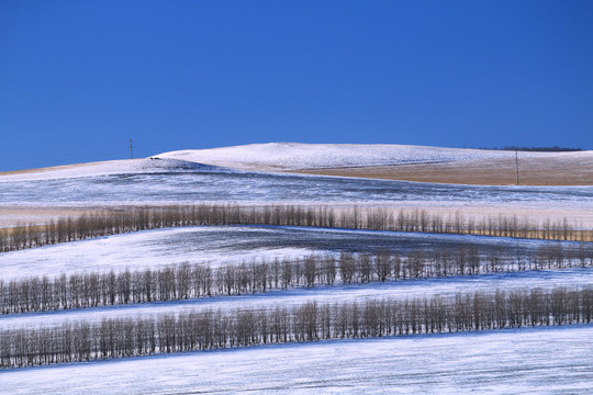 呼伦贝尔农田防护林雪景