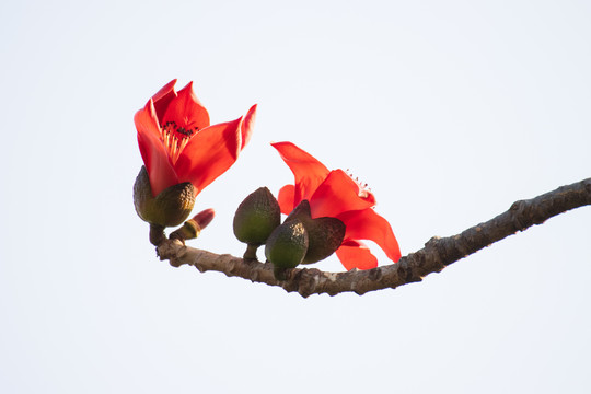 木棉花