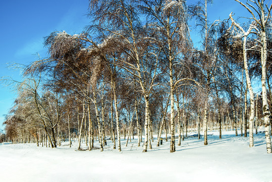 雪景树林