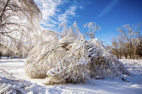 雪景树林