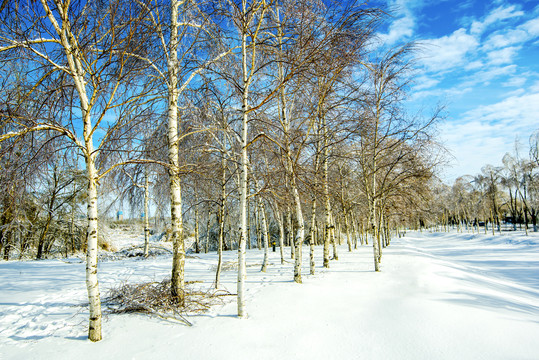 雪景白桦林