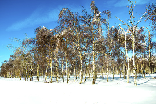 雪景白桦林