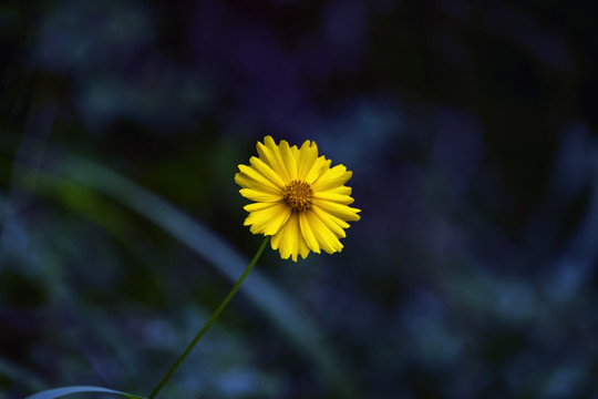 蟛蜞菊