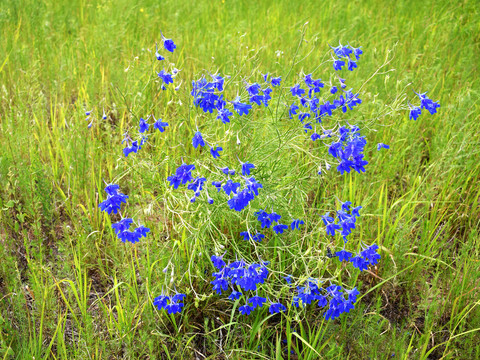 翠雀花