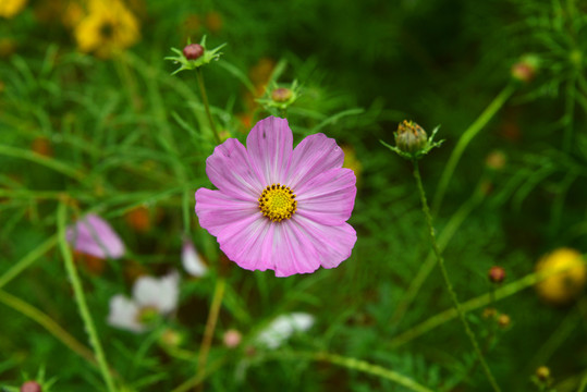 秋英花