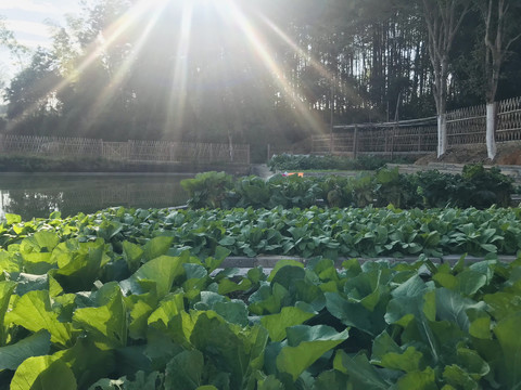 秀美乡村之菜地