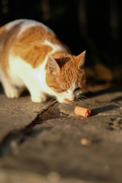 公园流浪猫