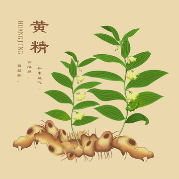 中藥黃精插畫(huà)