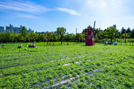 上海大宁灵石公园郁金香公园