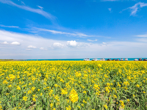 青海湖油菜花