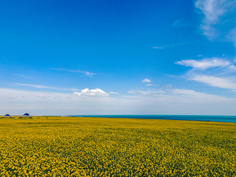 青海湖油菜花