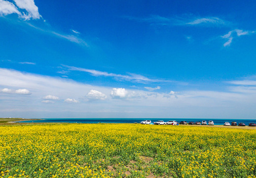 青海湖油菜花