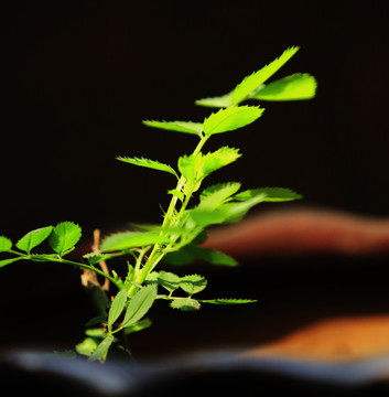 植物叶子