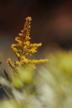 小黄花